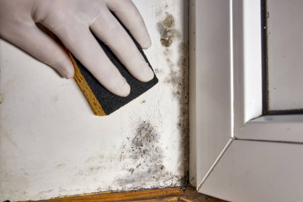  San Rafael, NM Mold Removal Pros